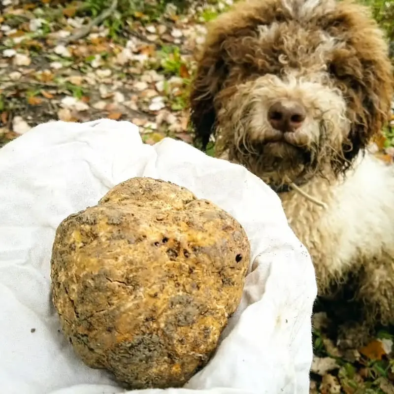 Truffle hunting dog with a freshly found truffle in the Tuscan countryside