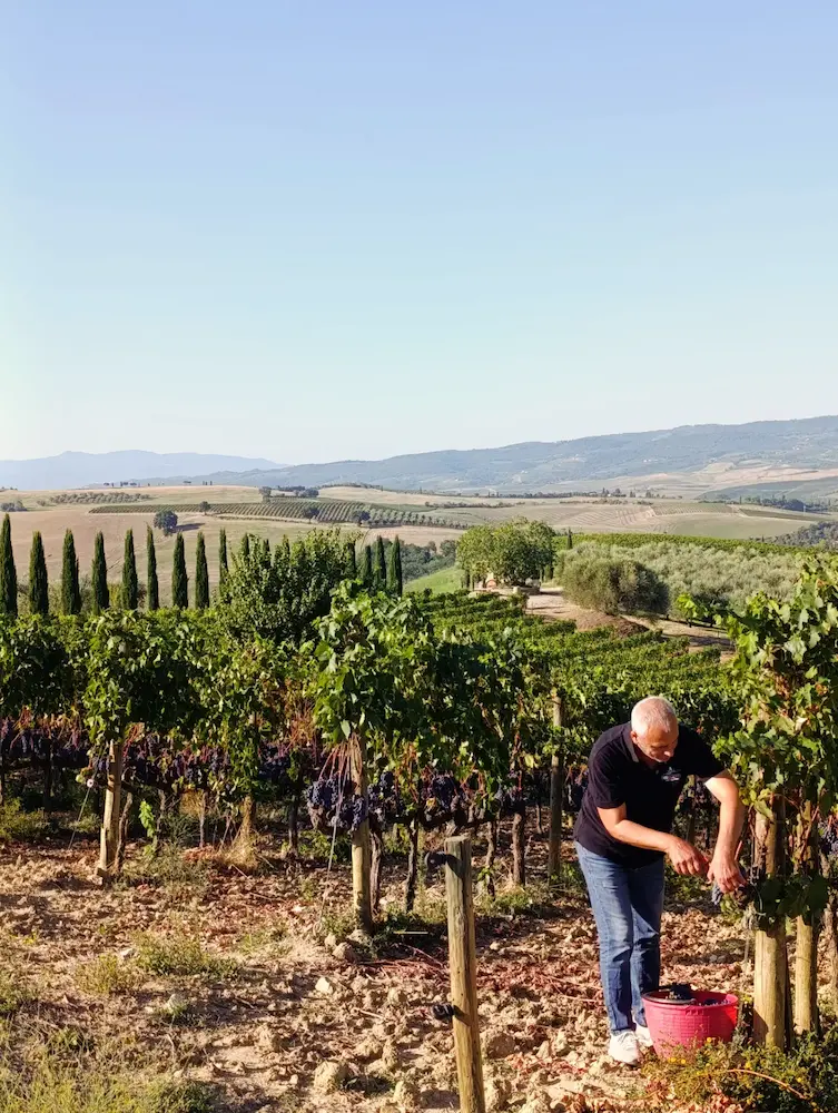 family winemaker working vineyard tuscany