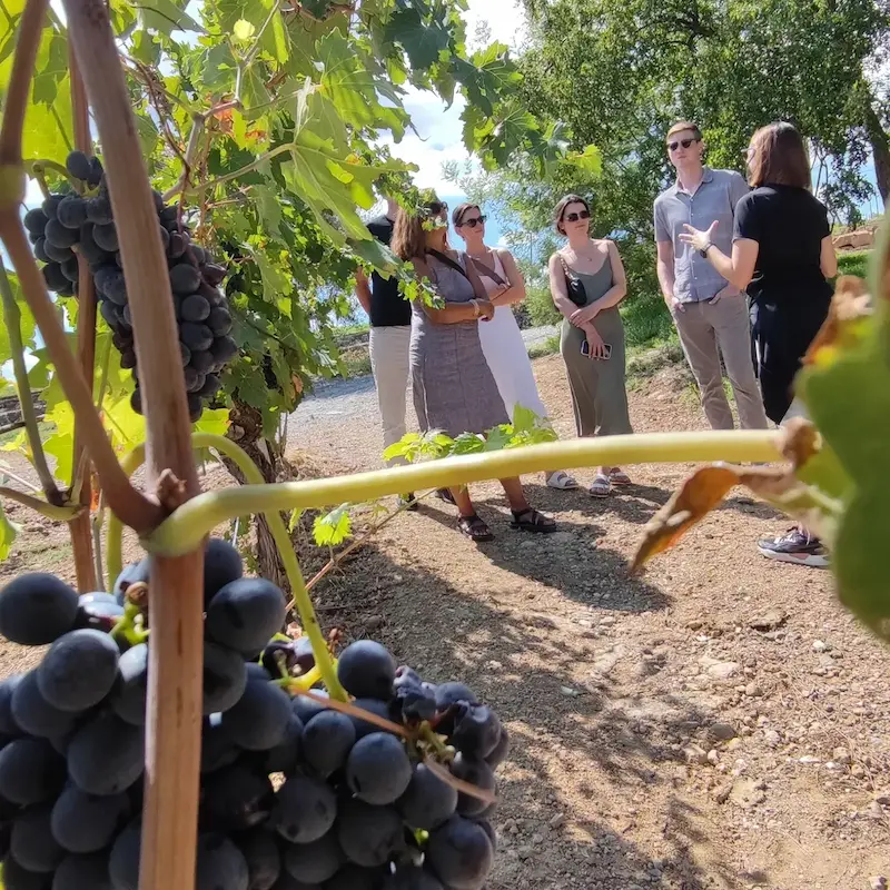 Guests learning about wine grapes during a private vineyard tour in Tuscany