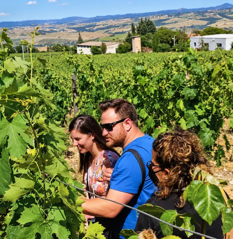 Guests learning about grapevines during a private wine tour in the Tuscan countryside